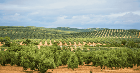 olio extravergine di oliva: Jaen, località dell'olio
