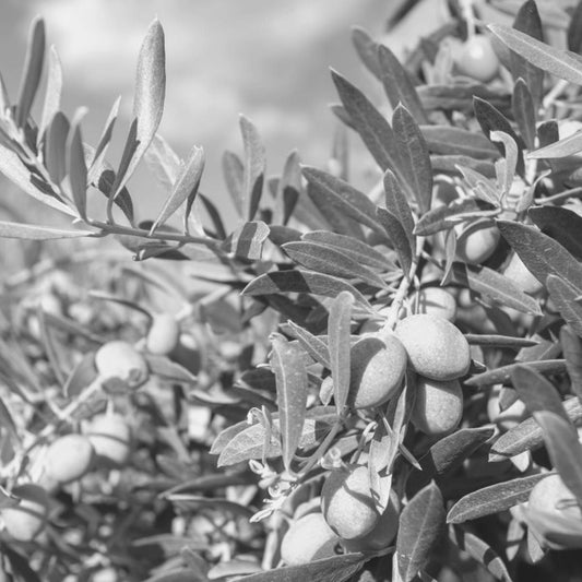 Biodiversità