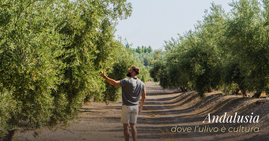 Olio di oliva spagnolo: viaggio tra i territori d’eccellenza