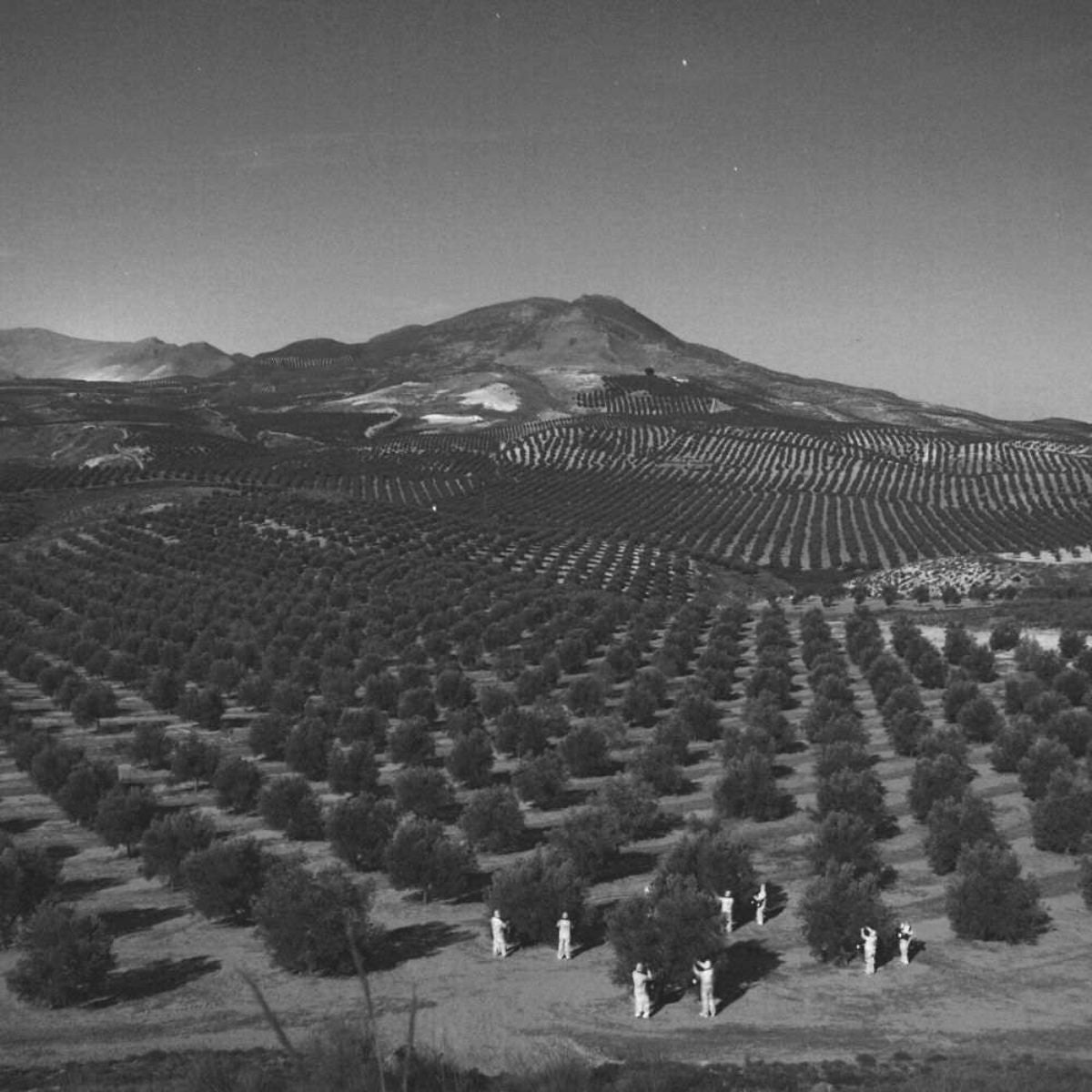 Panorama di un vasto uliveto con file ordinate di alberi che si estendono fino alle colline in lontananza. Nella parte inferiore dell'immagine, contadini vestiti di bianco raccolgono le olive, simbolo della tradizione e dell'eccellenza nella produzione dell'olio extravergine Verde Esmeralda.