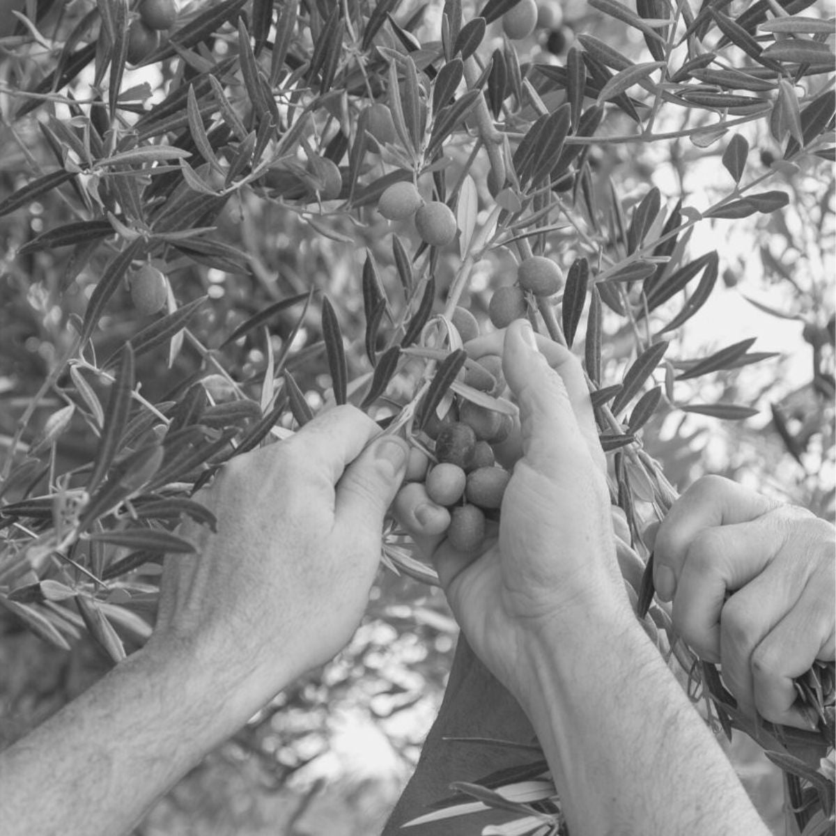 rimo piano di mani esperte che raccolgono con delicatezza le olive direttamente dai rami di un ulivo. L'immagine in bianco e nero enfatizza la cura artigianale e la tradizione nella selezione dei migliori frutti per la produzione dell’olio extravergine Verde Esmeralda.