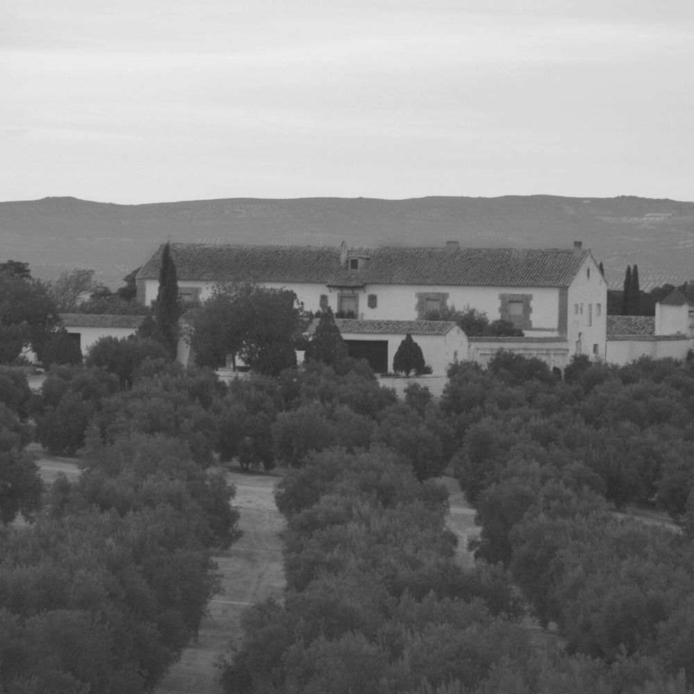 Veduta panoramica dell’uliveto e del casale di Verde Smeralda Olive, immersi nella natura ai piedi delle colline andaluse.